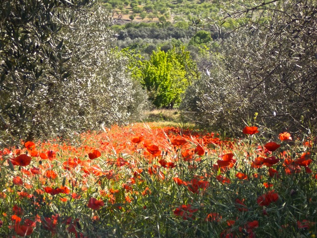 Poppy field in Nigüelas. Photo © snobb.net